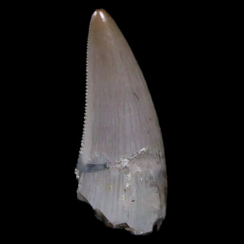 0.5" Postosuchus Rauisuchid Archosaur Fossil Tooth Chinle Formation AZ COA Display - Fossil Age Minerals