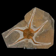 6" Brittlestar Ophiura Sp Starfish Fossil Ordovician Age Morocco COA & Stand