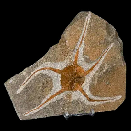 6" Brittlestar Ophiura Sp Starfish Fossil Ordovician Age Morocco COA & Stand