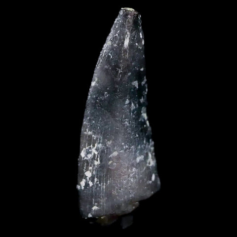 0.6" Postosuchus Rauisuchid Archosaur Fossil Tooth Chinle Formation AZ COA Display - Fossil Age Minerals