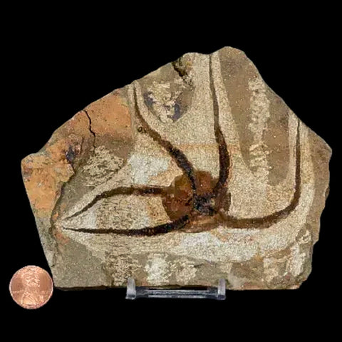 4.2" Brittlestar Ophiura Sp Starfish Fossil Ordovician Age Morocco COA & Stand - Fossil Age Minerals