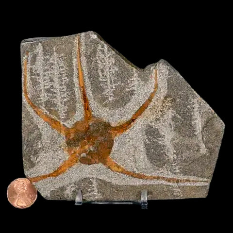 4.6" Brittlestar Ophiura Sp Starfish Fossil Ordovician Age Morocco COA & Stand - Fossil Age Minerals