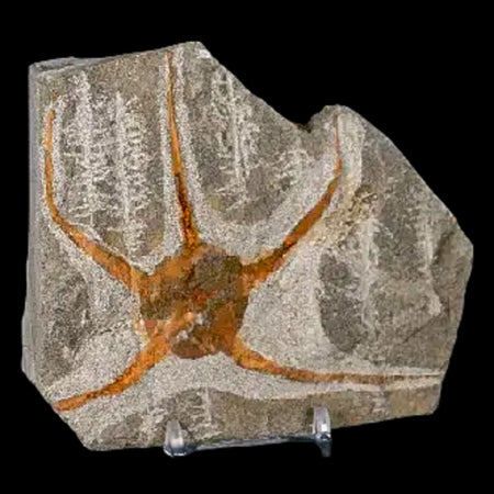 4.6" Brittlestar Ophiura Sp Starfish Fossil Ordovician Age Morocco COA & Stand