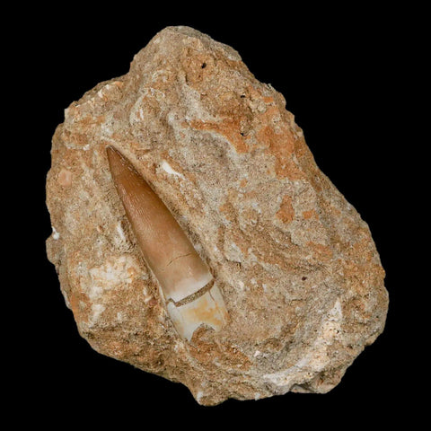 1.8" Plesiosaur Zarafasaura Tooth Fossil In Matrix Cretaceous Dinosaur Era COA - Fossil Age Minerals