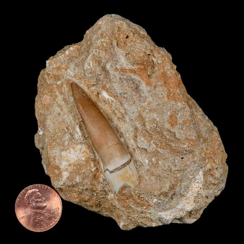 1.8" Plesiosaur Zarafasaura Tooth Fossil In Matrix Cretaceous Dinosaur Era COA - Fossil Age Minerals