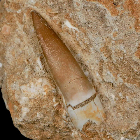 1.8" Plesiosaur Zarafasaura Tooth Fossil In Matrix Cretaceous Dinosaur Era COA - Fossil Age Minerals