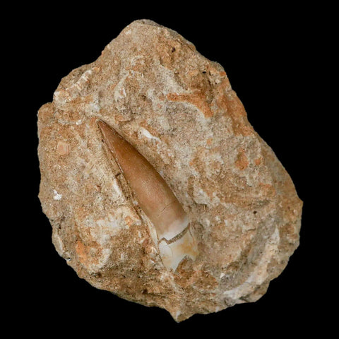 1.8" Plesiosaur Zarafasaura Tooth Fossil In Matrix Cretaceous Dinosaur Era COA - Fossil Age Minerals