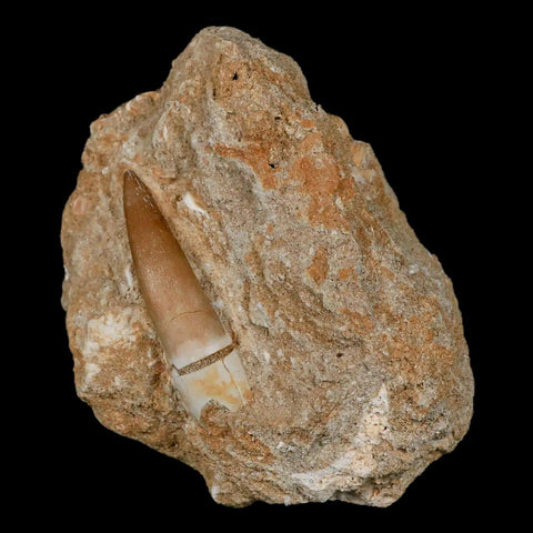 1.8" Plesiosaur Zarafasaura Tooth Fossil In Matrix Cretaceous Dinosaur Era COA - Fossil Age Minerals