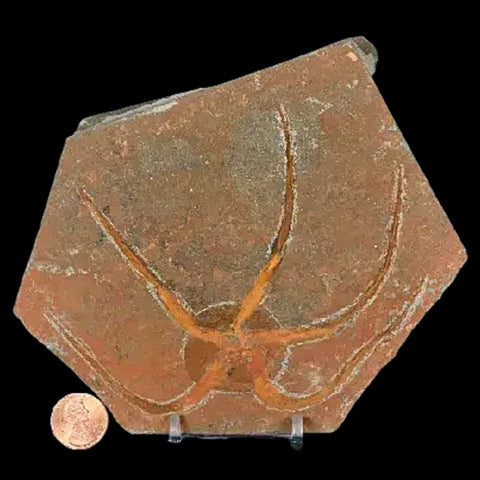 4.9" Brittlestar Ophiura Sp Starfish Fossil Ordovician Age Morocco COA & Stand - Fossil Age Minerals