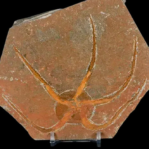 4.9" Brittlestar Ophiura Sp Starfish Fossil Ordovician Age Morocco COA & Stand - Fossil Age Minerals