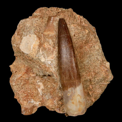 XXL 2.5" Plesiosaur Zarafasaura Tooth Fossil In Matrix Cretaceous Dinosaur Era COA - Fossil Age Minerals