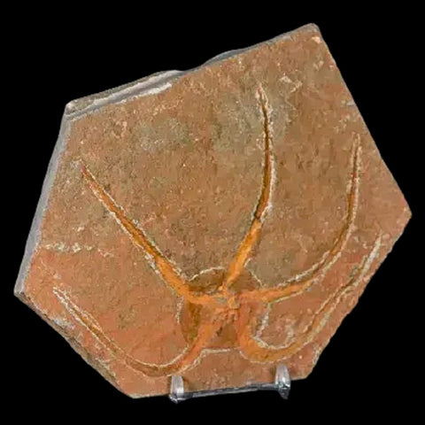 4.9" Brittlestar Ophiura Sp Starfish Fossil Ordovician Age Morocco COA & Stand - Fossil Age Minerals