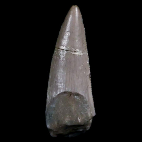 0.6" Postosuchus Rauisuchid Archosaur Fossil Tooth Chinle Formation AZ COA Display - Fossil Age Minerals