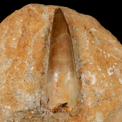 1.8" Plesiosaur Zarafasaura Tooth Fossil In Matrix Cretaceous Dinosaur Era COA - Fossil Age Minerals