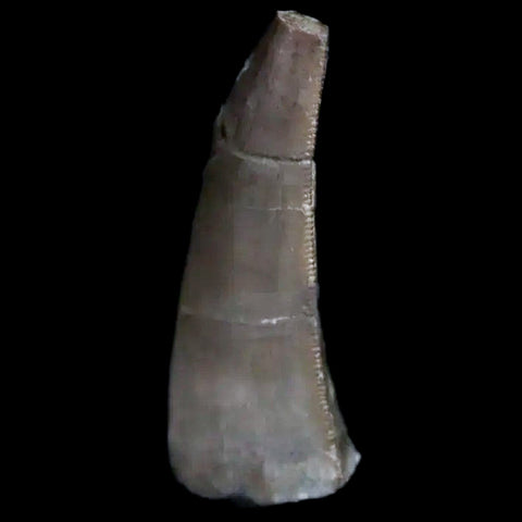 0.5" Postosuchus Rauisuchid Archosaur Fossil Tooth Chinle Formation AZ COA Display - Fossil Age Minerals