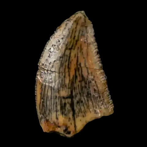 0.4" Abelisaur Serrated Tooth Fossil Cretaceous Age Dinosaur Morocco COA, Display