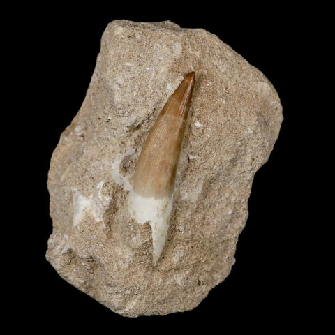 1.9" Plesiosaur Zarafasaura Tooth Fossil In Matrix Cretaceous Dinosaur Era COA - Fossil Age Minerals