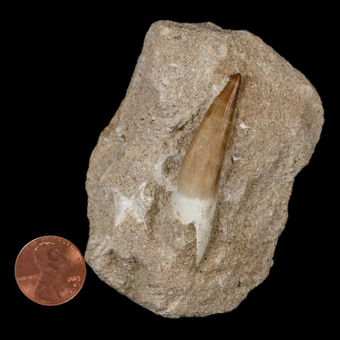 1.9" Plesiosaur Zarafasaura Tooth Fossil In Matrix Cretaceous Dinosaur Era COA - Fossil Age Minerals