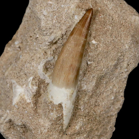 1.9" Plesiosaur Zarafasaura Tooth Fossil In Matrix Cretaceous Dinosaur Era COA - Fossil Age Minerals