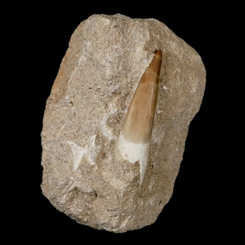 1.9" Plesiosaur Zarafasaura Tooth Fossil In Matrix Cretaceous Dinosaur Era COA - Fossil Age Minerals