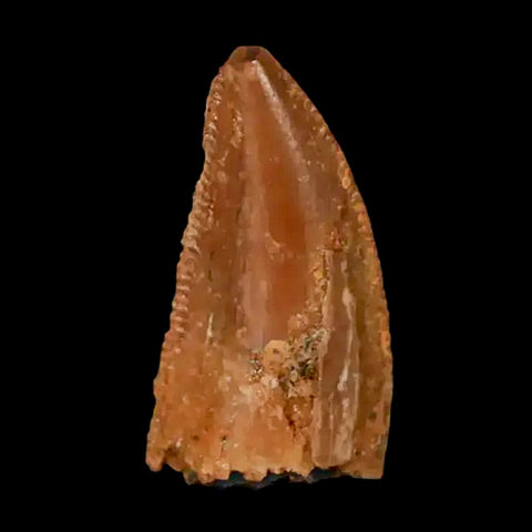 0.6" Abelisaur Serrated Tooth Fossil Cretaceous Age Dinosaur Morocco COA, Display - Fossil Age Minerals