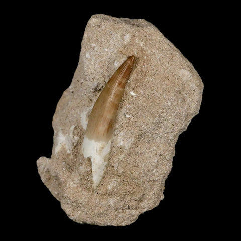 1.9" Plesiosaur Zarafasaura Tooth Fossil In Matrix Cretaceous Dinosaur Era COA - Fossil Age Minerals