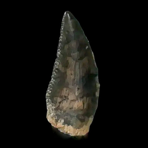 0.4" Abelisaur Serrated Tooth Fossil Cretaceous Age Dinosaur Morocco COA, Display