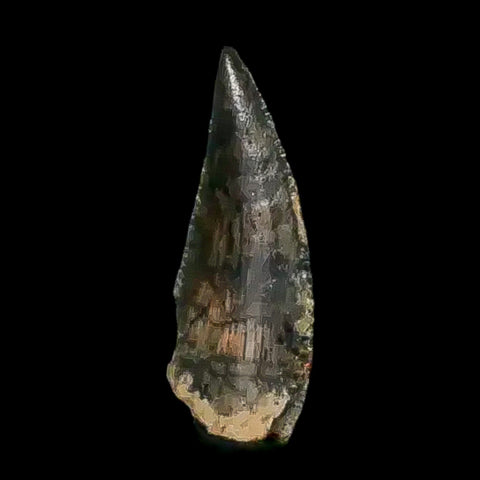 0.4" Abelisaur Serrated Tooth Fossil Cretaceous Age Dinosaur Morocco COA, Display