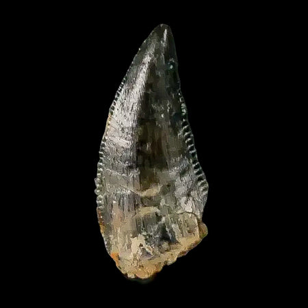 0.4" Abelisaur Serrated Tooth Fossil Cretaceous Age Dinosaur Morocco COA, Display