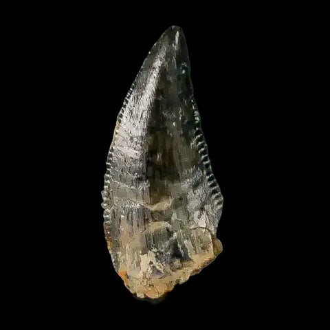 0.4" Abelisaur Serrated Tooth Fossil Cretaceous Age Dinosaur Morocco COA, Display - Fossil Age Minerals