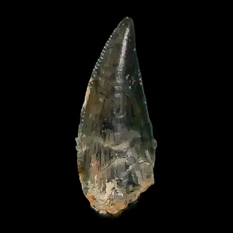 0.4" Abelisaur Serrated Tooth Fossil Cretaceous Age Dinosaur Morocco COA, Display