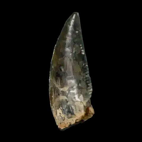 0.4" Abelisaur Serrated Tooth Fossil Cretaceous Age Dinosaur Morocco COA, Display - Fossil Age Minerals