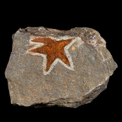 33MM Brittlestar Petraster Starfish Fossil Ordovician Age Blekus Morocco COA - Fossil Age Minerals
