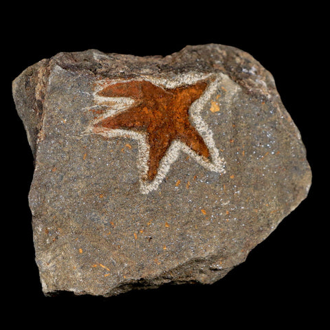 33MM Brittlestar Petraster Starfish Fossil Ordovician Age Blekus Morocco COA - Fossil Age Minerals