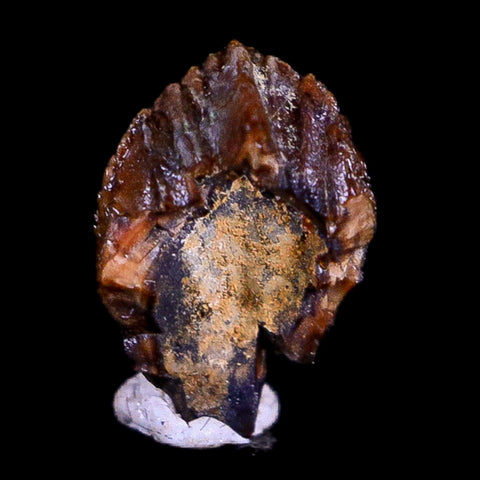 0.3" Pachycephalosaurus Dinosaur Fossil Tooth Lance Creek FM Wyoming  COA - Fossil Age Minerals