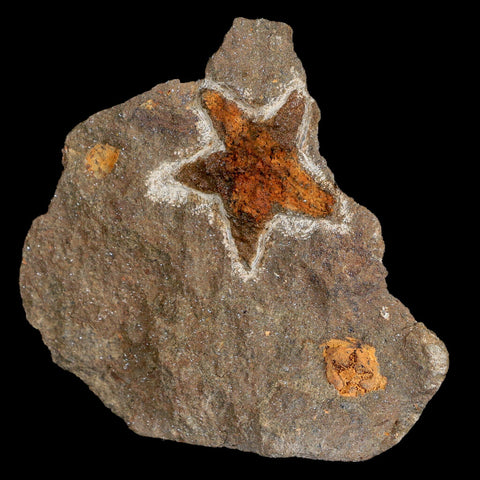 32MM Brittlestar Petraster Starfish Fossil Ordovician Age Blekus Morocco COA - Fossil Age Minerals