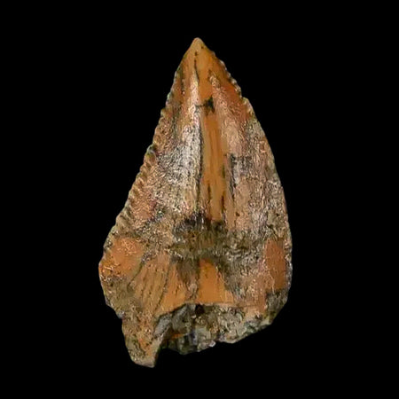 0.5" Abelisaur Serrated Tooth Fossil Cretaceous Age Dinosaur Morocco COA, Display