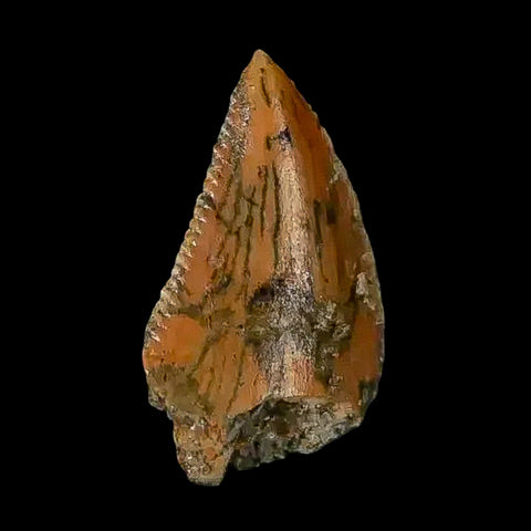 0.5" Abelisaur Serrated Tooth Fossil Cretaceous Age Dinosaur Morocco COA, Display - Fossil Age Minerals