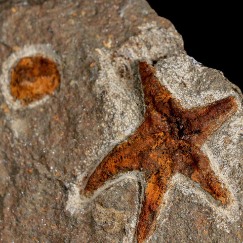46MM Brittlestar Petraster Starfish Fossil Ordovician Age Blekus Morocco COA - Fossil Age Minerals