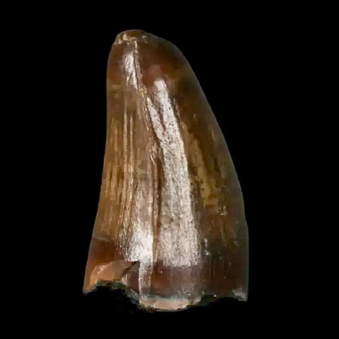 0.3 Crocodile Borealosuchus Fossil Tooth Judith River FM Montana COA Display - Fossil Age Minerals