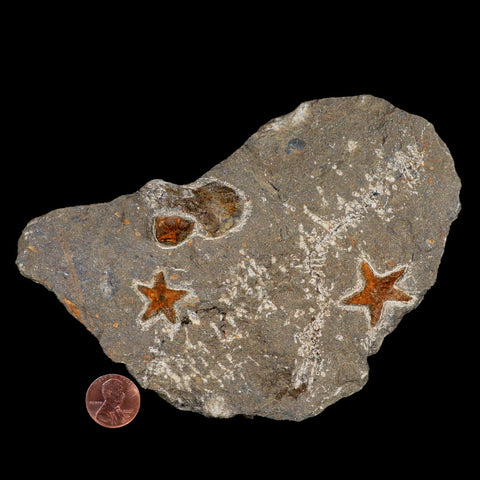 Two 24MM Brittlestar Petraster Starfish Fossil Ordovician Age Blekus Morocco COA - Fossil Age Minerals