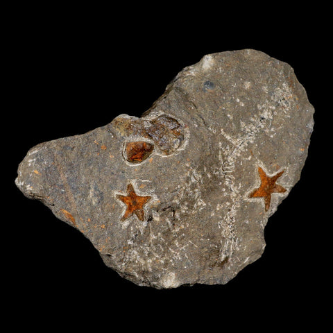 Two 24MM Brittlestar Petraster Starfish Fossil Ordovician Age Blekus Morocco COA - Fossil Age Minerals