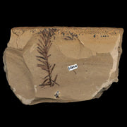 1.9" Detailed Fossil Plant Leafs Metasequoia Dawn Redwood Oligocene Age MT COA