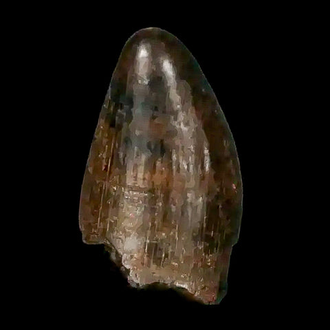 0.4 Crocodile Borealosuchus Fossil Tooth Judith River FM Montana COA Display - Fossil Age Minerals