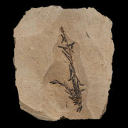 2.5" Detailed Fossil Plant Leafs Metasequoia Dawn Redwood Oligocene Age MT COA