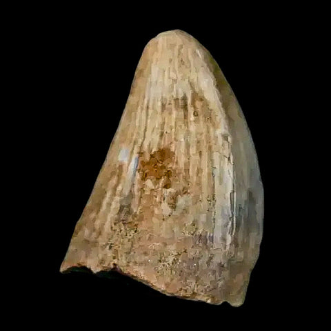 0.4 Crocodile Borealosuchus Fossil Tooth Judith River FM Montana COA Display - Fossil Age Minerals