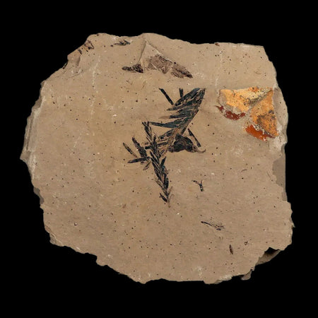 1.6" Detailed Fossil Plant Leafs Metasequoia Dawn Redwood Oligocene Age MT COA