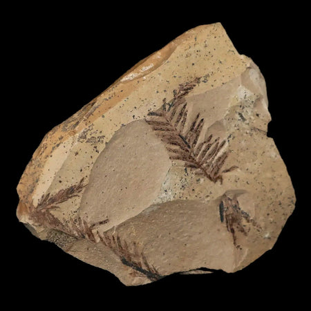 2" Detailed Fossil Plant Leafs Metasequoia Dawn Redwood Oligocene Age MT COA
