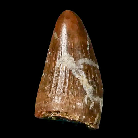 0.4 Crocodile Borealosuchus Fossil Tooth Judith River FM Montana COA Display - Fossil Age Minerals