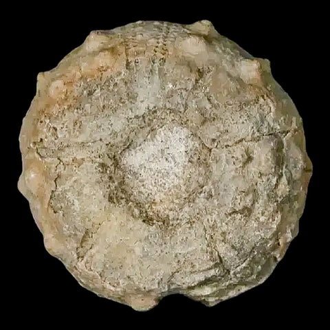 26MM Detailed Fossil Conopygus Sea Urchin Echinoid Cretaceous Morocco - Fossil Age Minerals